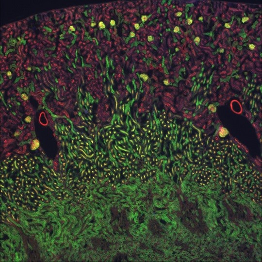 肾小球&曲小管(绿)以及纤丝状肌动蛋白(红),使用meiji 4x镜头,life